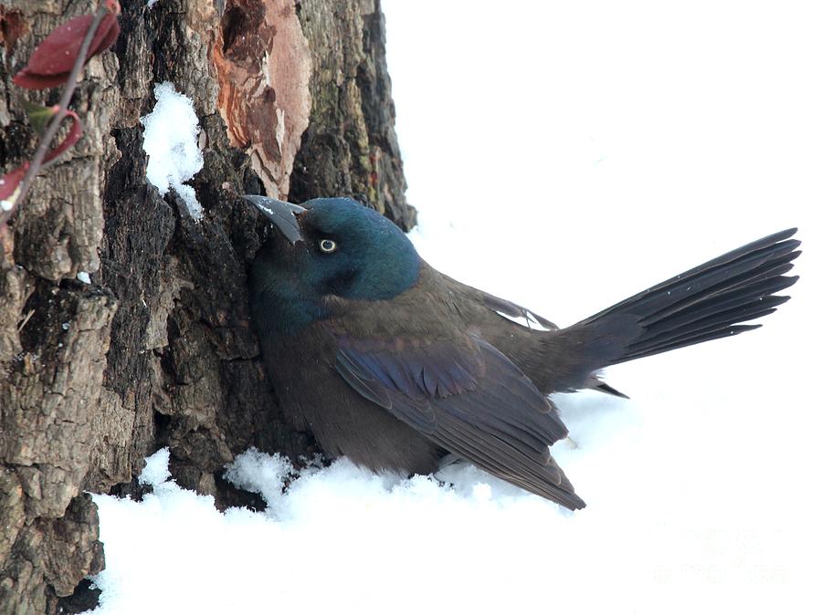 Common Grackle #16 Photograph by Jack R Brock
