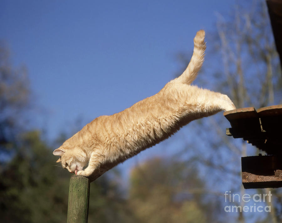 Animal Photograph - Domestic Cat #22 by Hans Reinhard