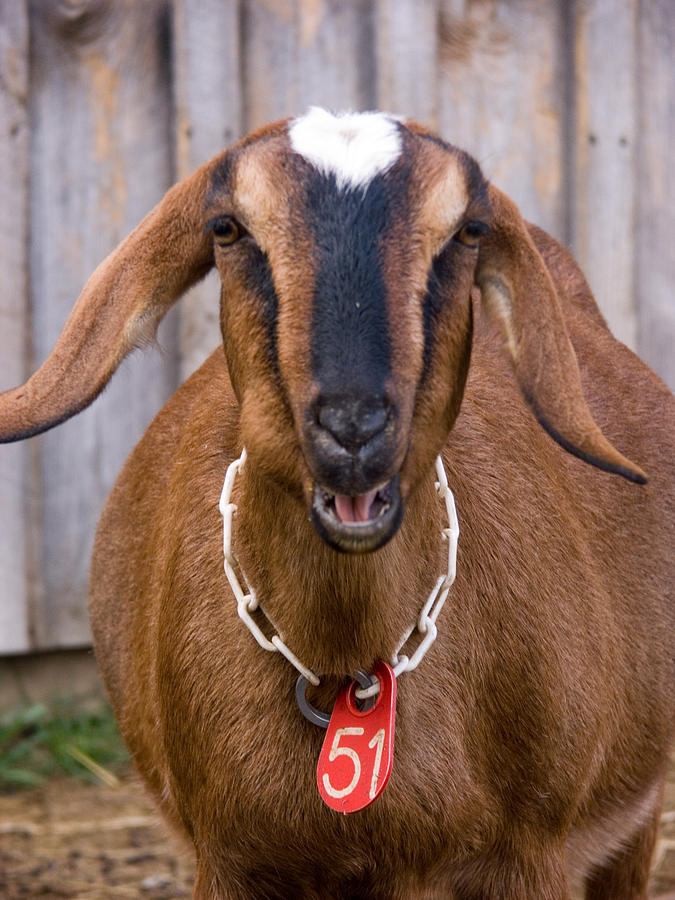 Domestic Nubian Dairy Goat Photograph by Bonnie Sue Rauch