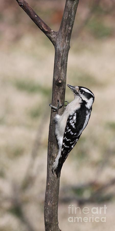 Downy Woodpecker #16 Photograph by Jack R Brock