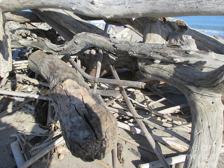 Driftwood on the beach #16 Photograph by Chani Demuijlder