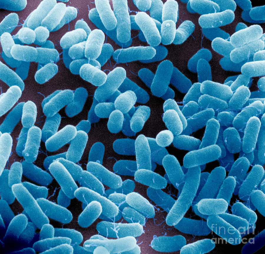 E. Coli Bacteria Sem #16 Photograph by David M. Phillips