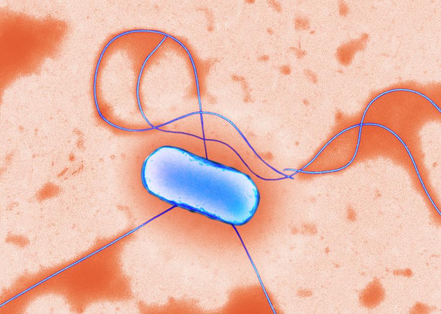 E Coli Bacterium Photograph By Centre For Infectionspublic Health Englandscience Photo 3345