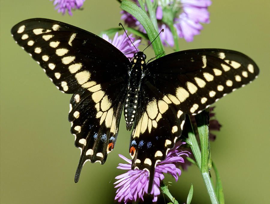 Eastern Black Swallowtail Butterfly #16 Photograph by Millard H. Sharp
