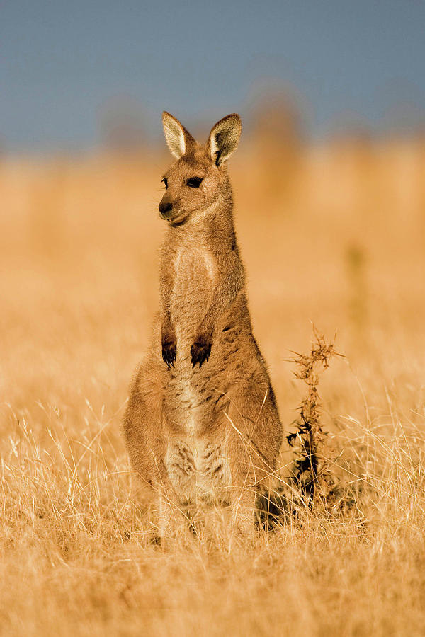 Sunset Photograph - Eastern Grey Kangaroo Or Forester #16 by Martin Zwick