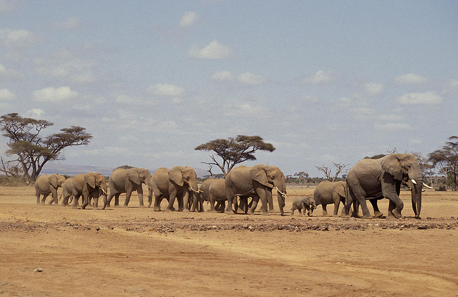 Wildlife Photograph - Elephant Dafrique Loxodonta Africana #16 by Gerard Lacz