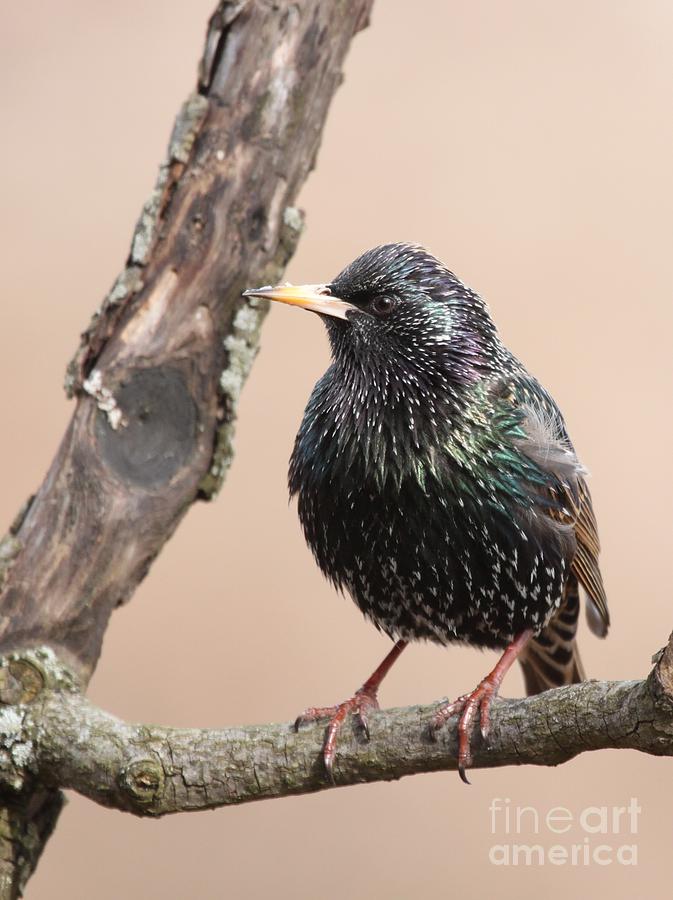 European Starling #16 Photograph by Jack R Brock