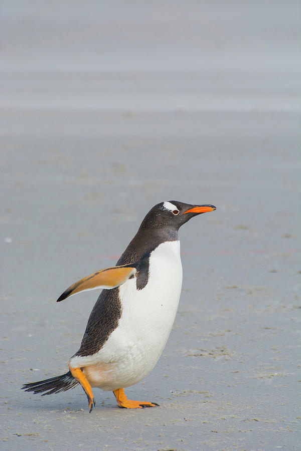 Penguin Photograph - Falkland Islands #16 by Inger Hogstrom