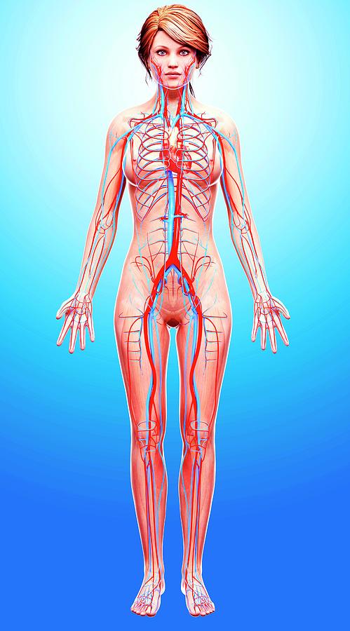 Female Cardiovascular System #16 Photograph by Pixologicstudio/science Photo Library