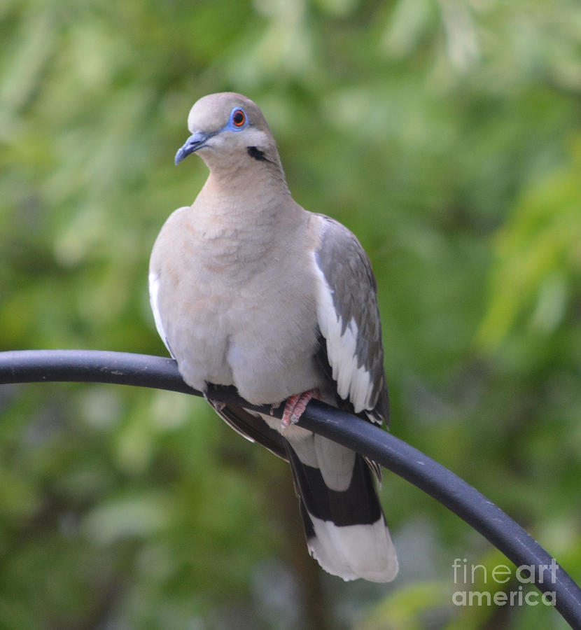 Female White Wing Dove Photograph by Ruth Housley