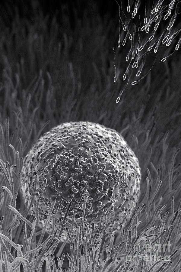 Fertilization #16 Photograph by Science Picture Co