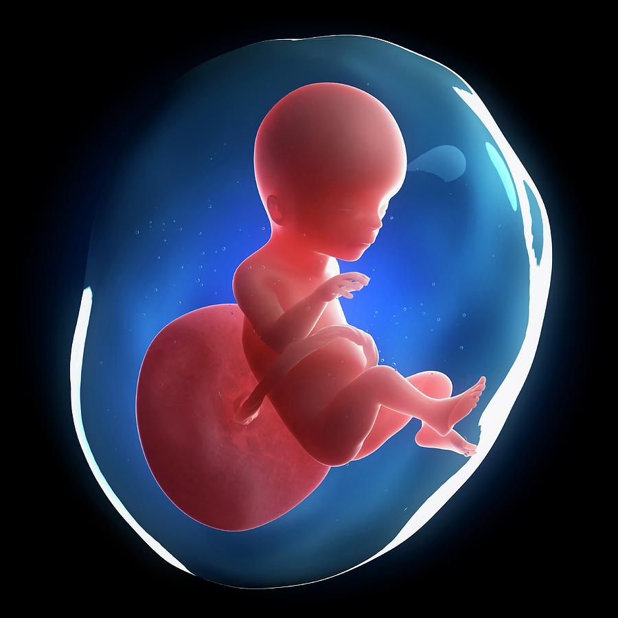 Fetal Development Photograph by Sciepro - Pixels