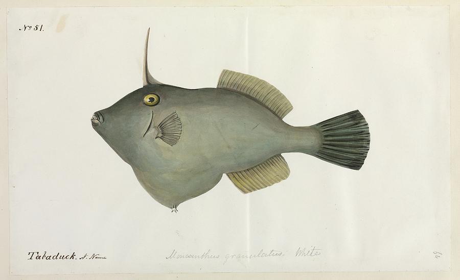 Fish Photograph by Natural History Museum, London/science Photo Library ...