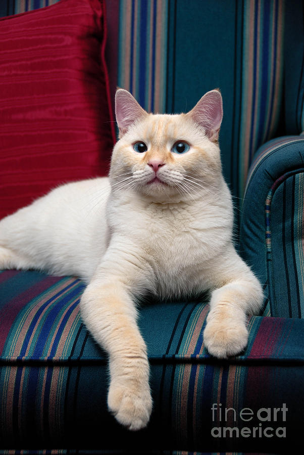 Cat Photograph - Flame Point Siamese Cat #16 by Amy Cicconi