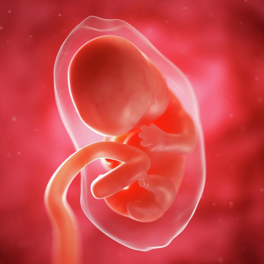 Foetus At 7 Weeks Photograph by Sciepro/science Photo Library