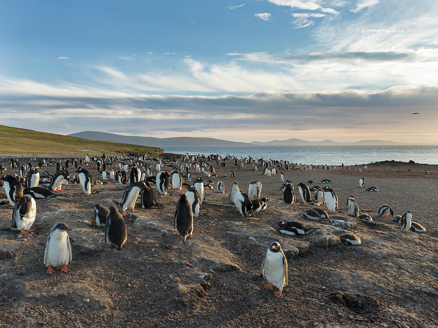 Penguin Photograph - Gentoo Penguin Falkland Islands #16 by Martin Zwick