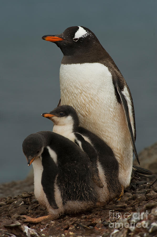 Gentoo Penguin With Young #16 Photograph by John Shaw