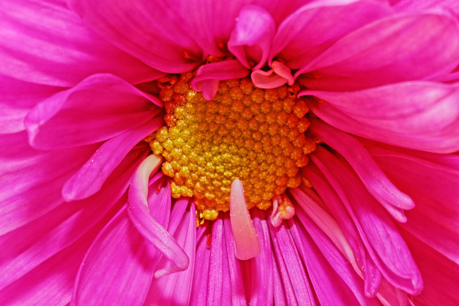 Gerber Flower #16 Photograph by Peter Lakomy