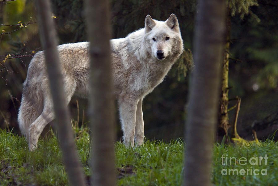 Gray Wolf #16 Photograph by Mark Newman