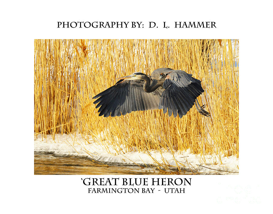Great Blue Heron #16 Photograph by Dennis Hammer
