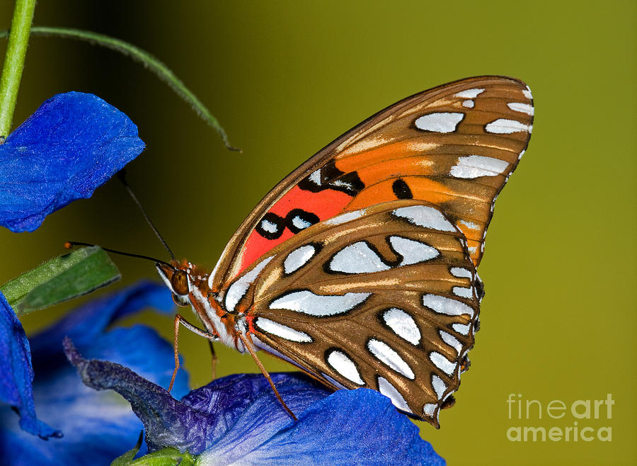 Gulf Fritillary Butterfly #17 Photograph by Millard H Sharp