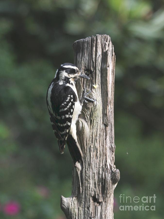Hairy Woodpecker #16 Photograph by Jack R Brock