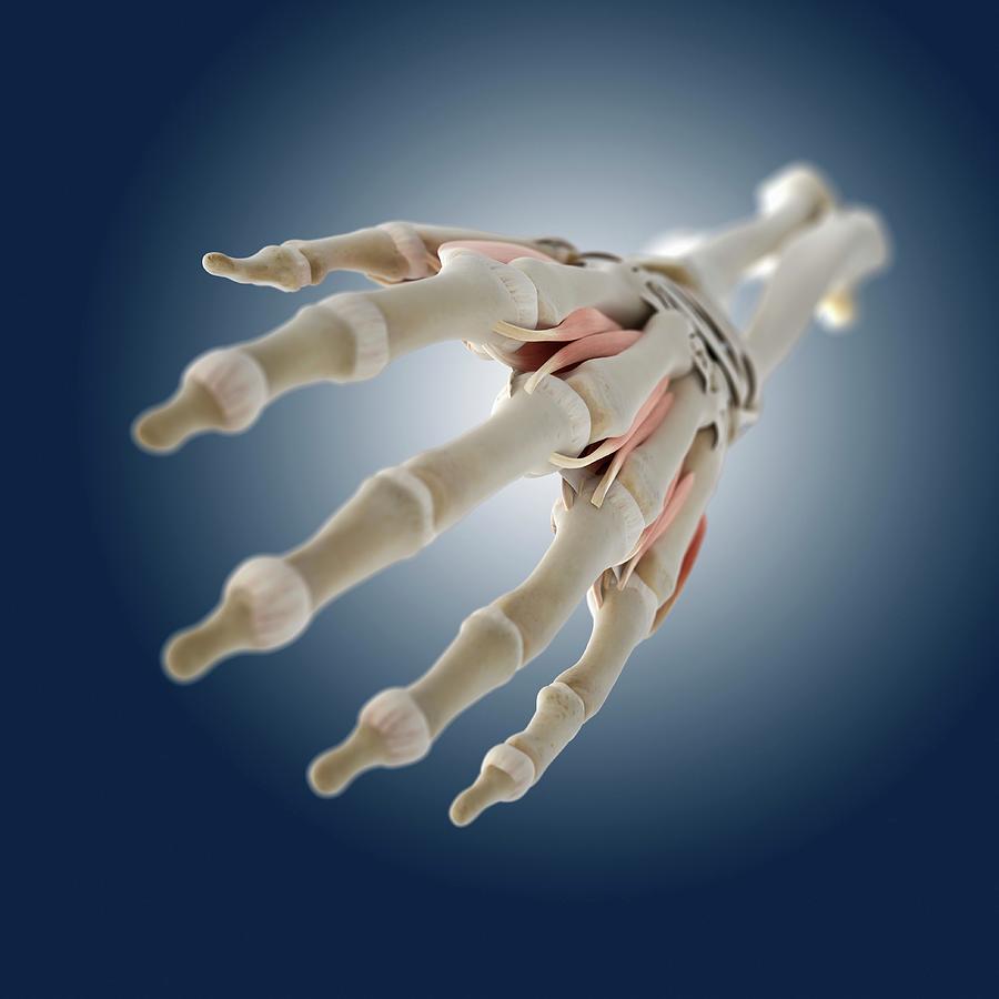 Hand Anatomy #16 by Springer Medizin/science Photo Library