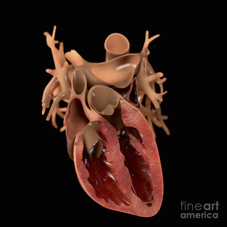 Heart Anatomy #16 Photograph by Science Picture Co