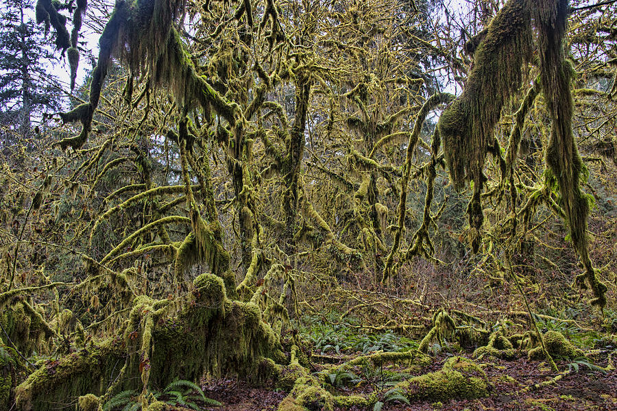 Hoh Rainforest, Olympic National Park #16 Photograph by Mark Newman