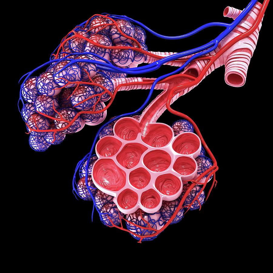 Human Alveoli #16 by Pixologicstudio