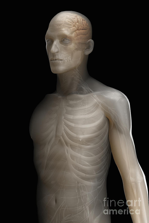Human Anatomy #16 Photograph by Science Picture Co