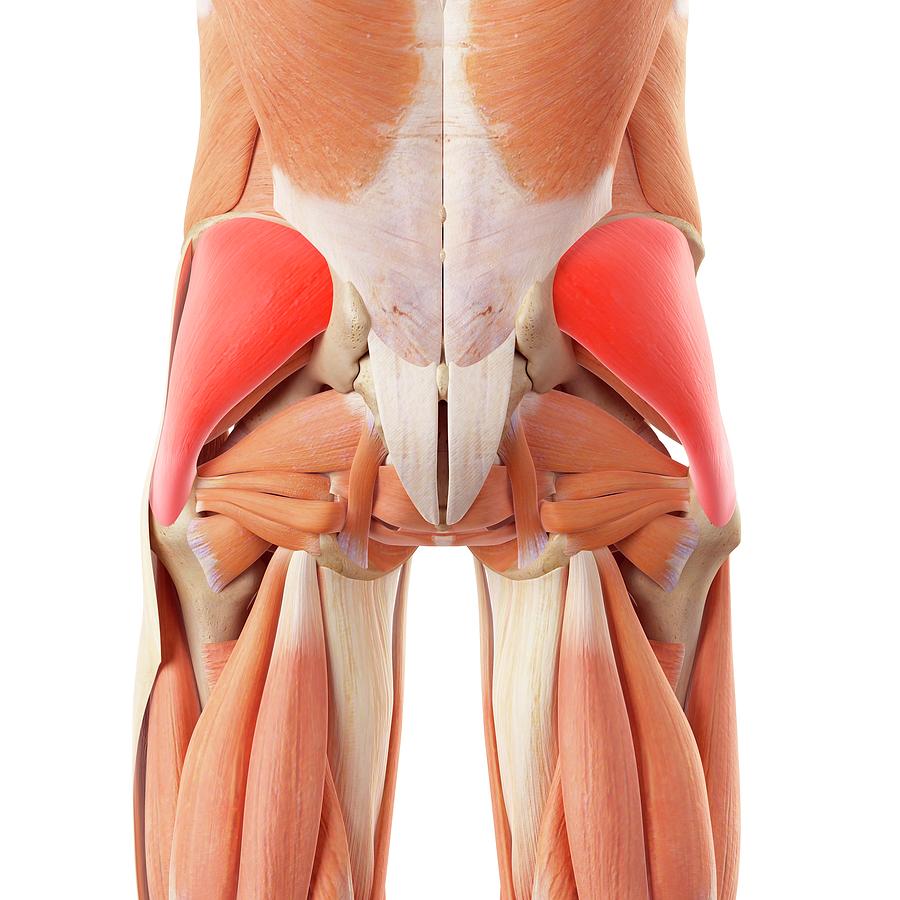 Gluteal Muscles / Gluteus Maximus - Anatomy Muscles Isolated on