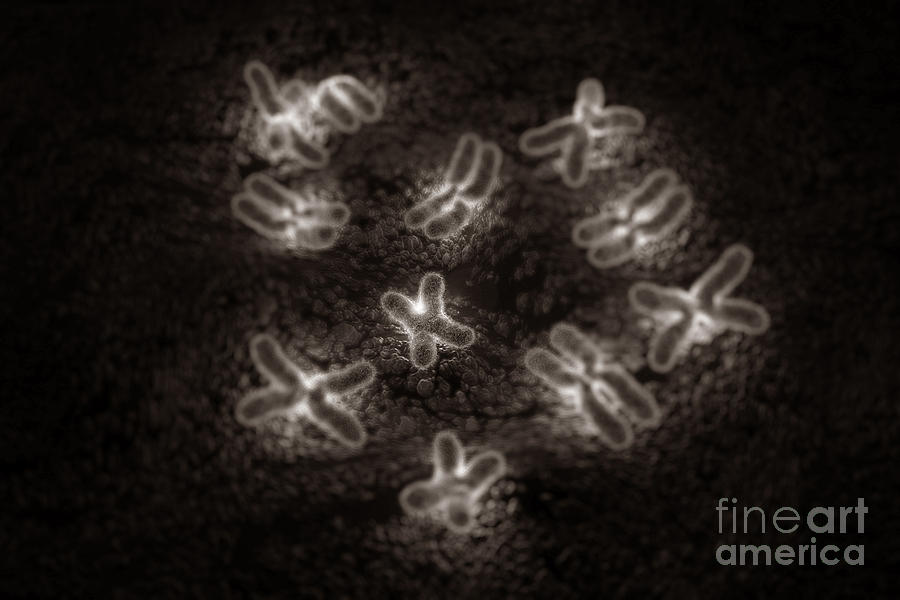 Human Chromosomes Photograph By Science Picture Co Fine Art America 0869