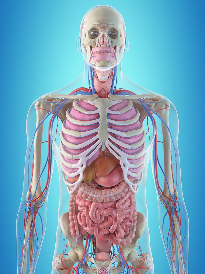 Human Internal Organs Photograph by Sciepro - Fine Art America