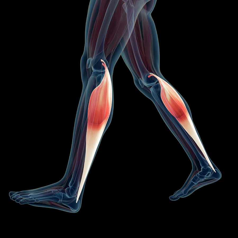 Human Leg Muscles Photograph by Sebastian Kaulitzki Biology Diagrams