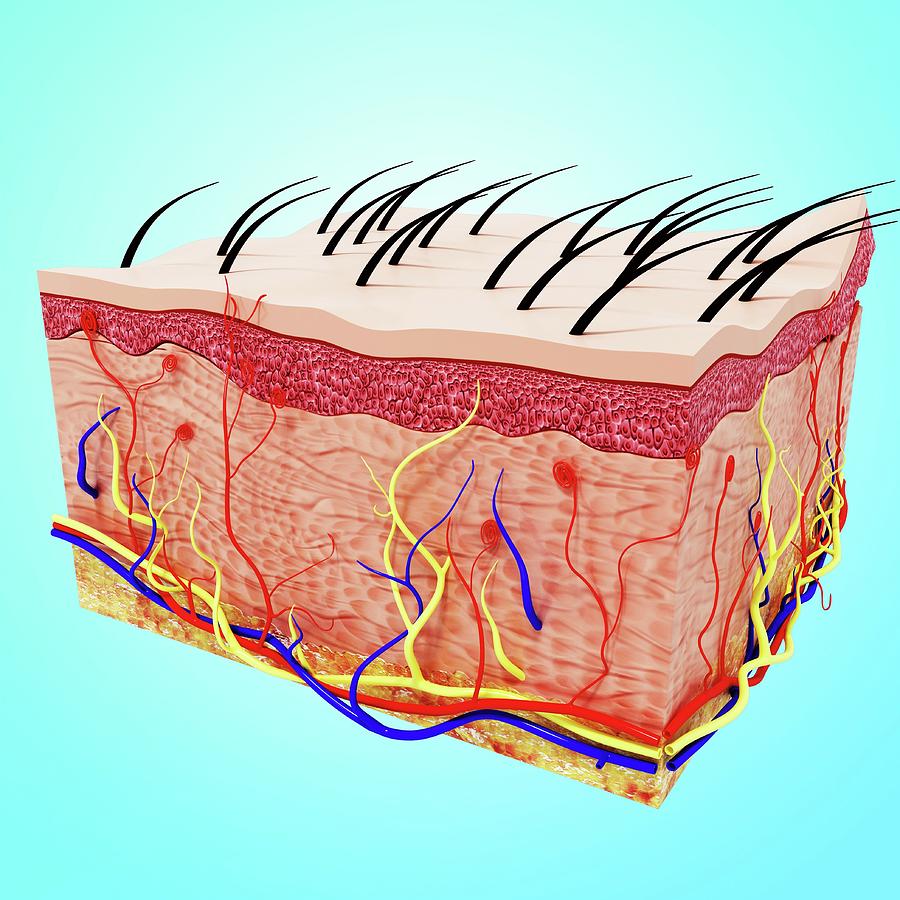 Human Skin Anatomy Photograph by Pixologicstudio/science Photo Library ...