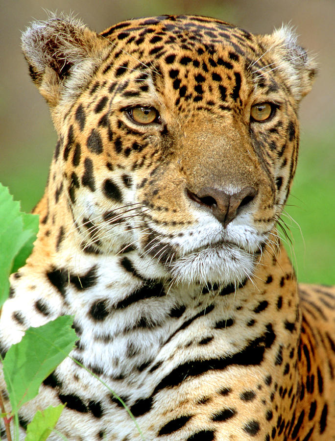 Nature Photograph - Jaguar #16 by Millard H. Sharp