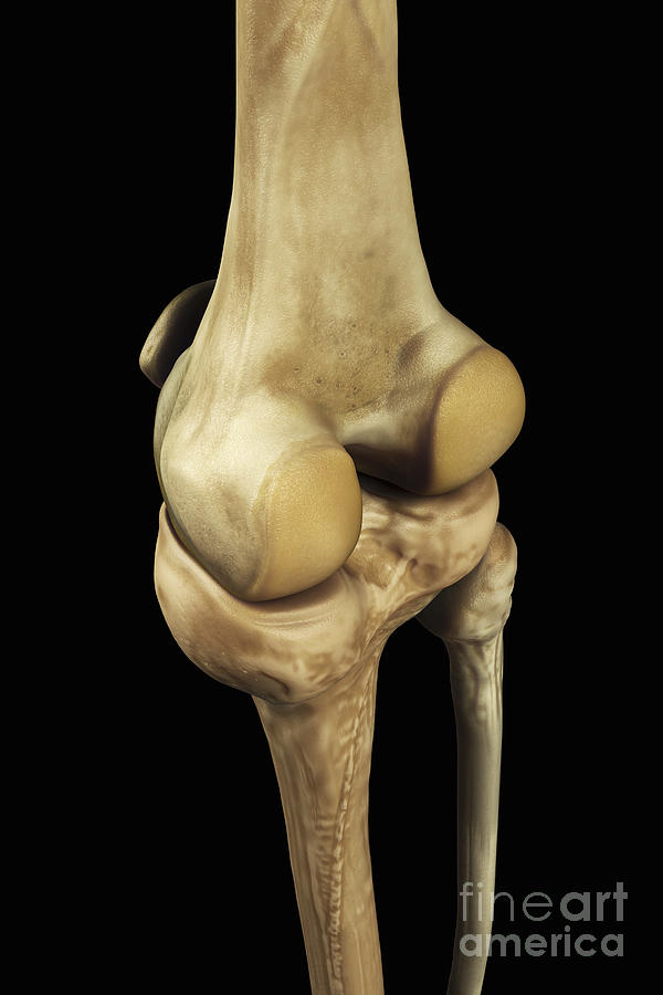Skeleton Photograph - Knee Bones Right #16 by Science Picture Co