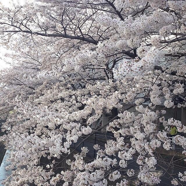 Landscape Photograph - #landscape Cherryblossoms #16 by Tokyo Sanpopo