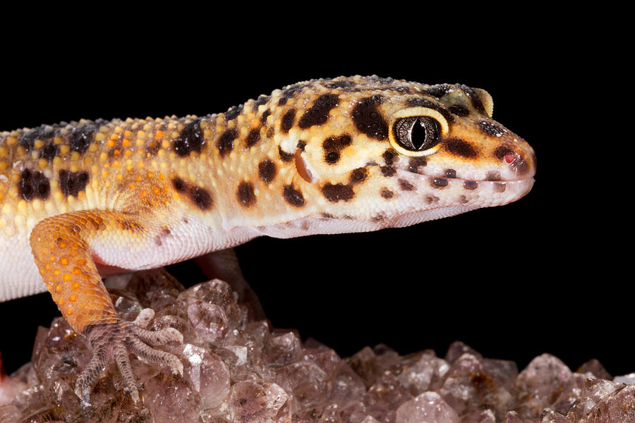 Leopard Gecko Eublepharis Macularius #16 Photograph by David Kenny
