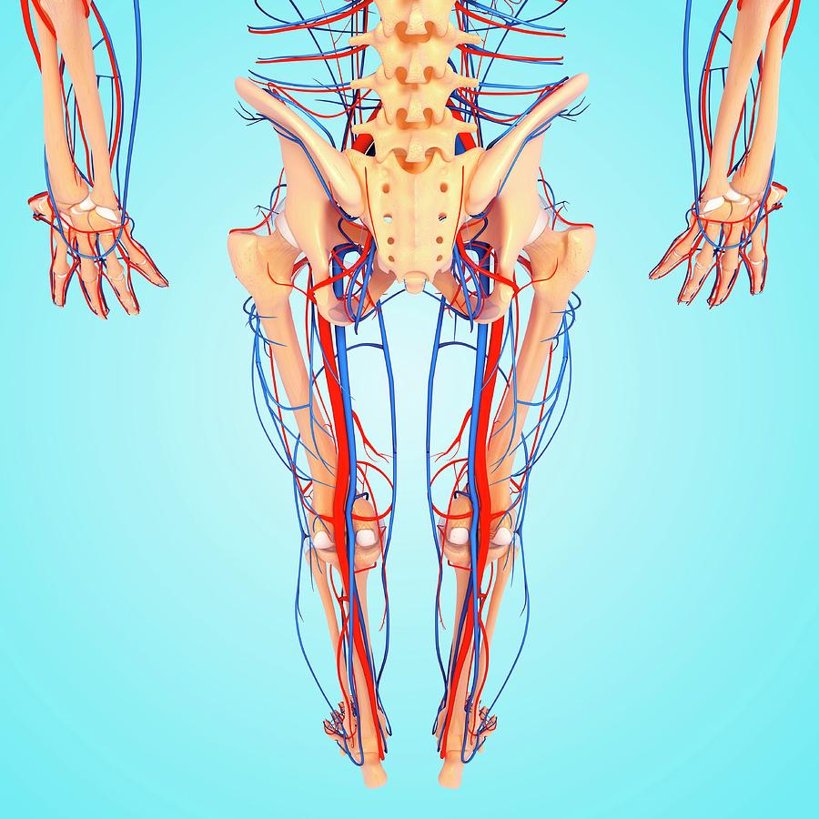 Lower Body Anatomy Photograph by Pixologicstudio/science Photo Library ...