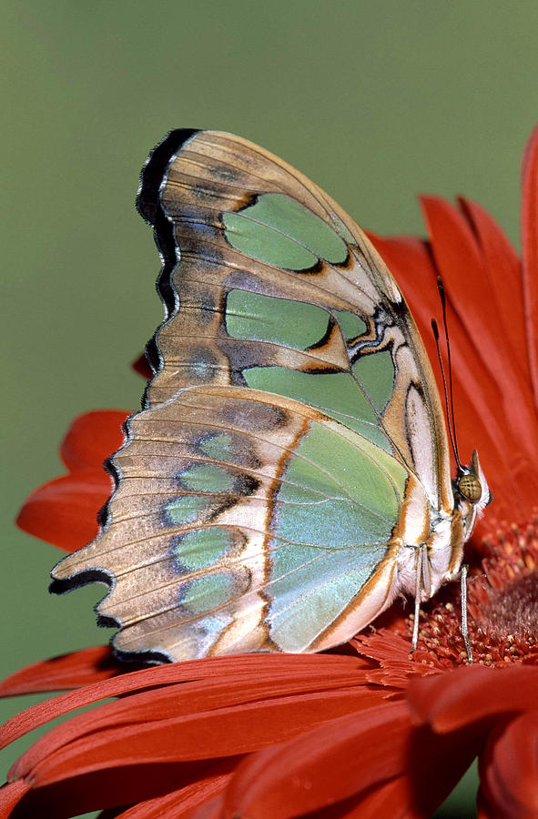 Malachite Butterfly Siproeta Stelenes #16 Photograph by Millard H. Sharp
