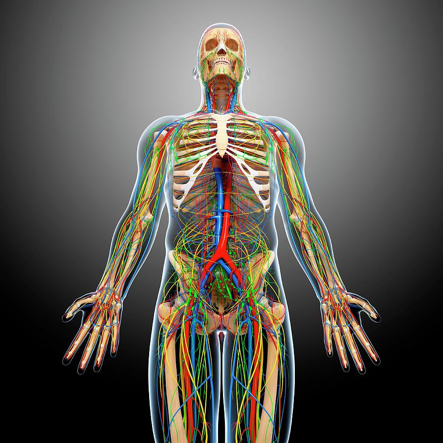 Male Anatomy Photograph by Pixologicstudio/science Photo Library - Fine ...