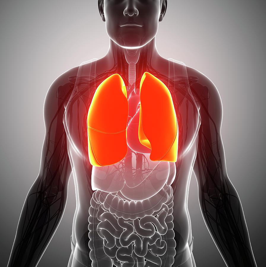 Male Lungs Photograph By Pixologicstudio Science Photo Library 