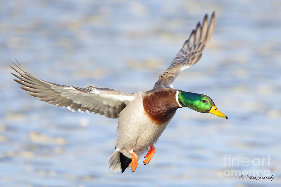 Mallard Duck #16 Photograph by Steve Javorsky