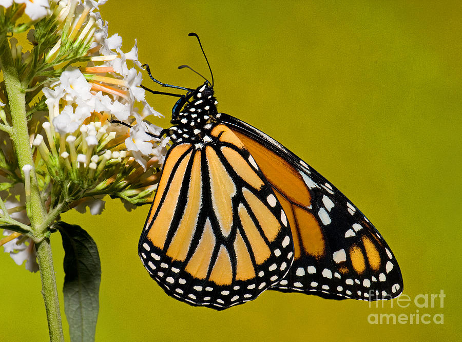 Butterfly Photograph - Monarch Butterfly #17 by Millard H Sharp