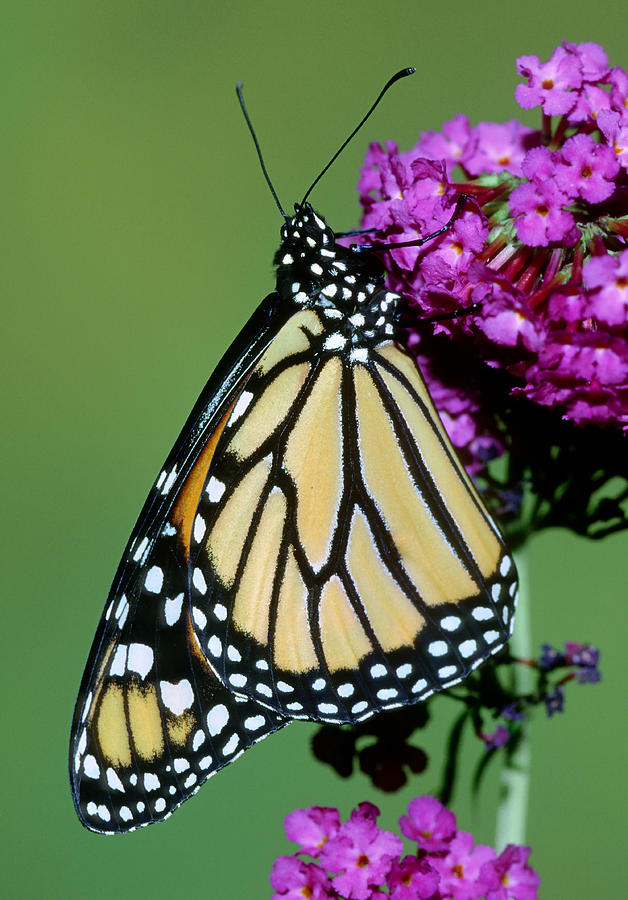 Monarch Butterfly #16 Photograph by Millard Sharp