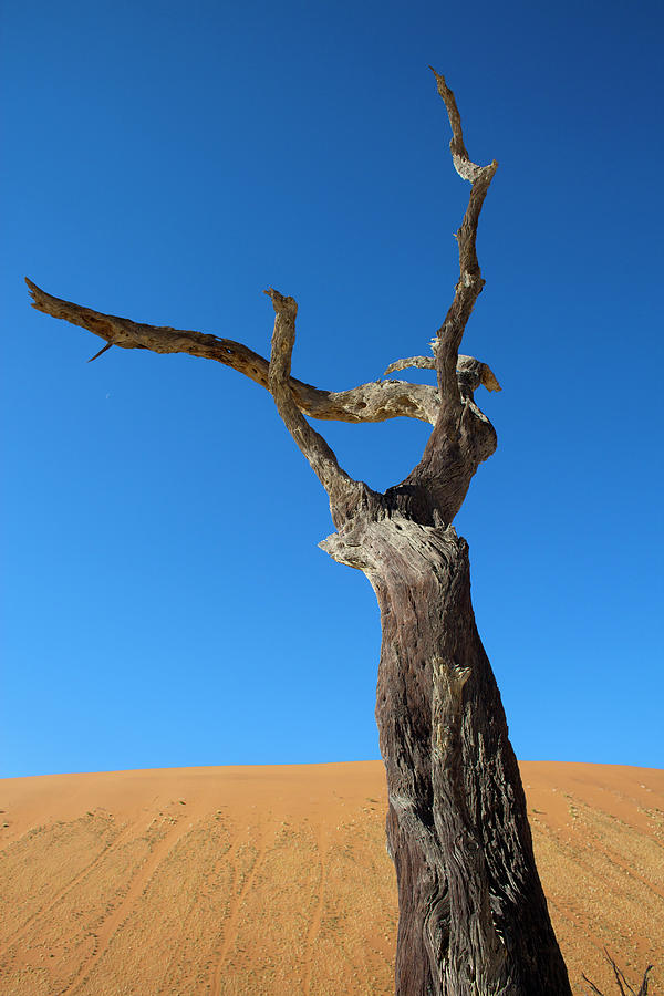 Tree Photograph - Namibia #16 by Ton Koene