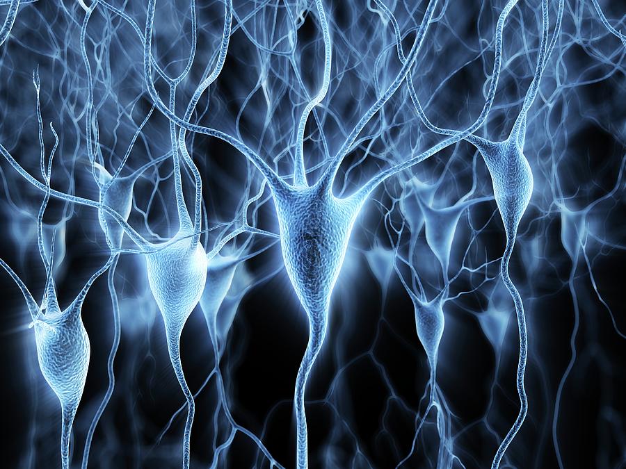 Nerve Cells #16 Photograph by Alfred Pasieka/science Photo Library