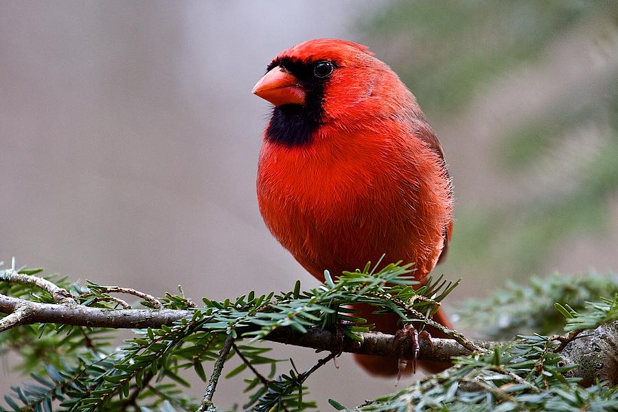Nature Photograph - Northern Cardinal Male #16 by Dan Ferrin